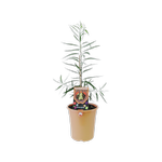 180mm Pittosporum Gumbi Gumbi - Pittosporum angustifolium