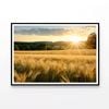 Summer with Golden Sun Meadow  Print 100% Australian Made 90x60cm  (Poster)