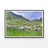 Flock of Sheep in Grassland   Print 100% Australian Made 90x60cm  (Poster)