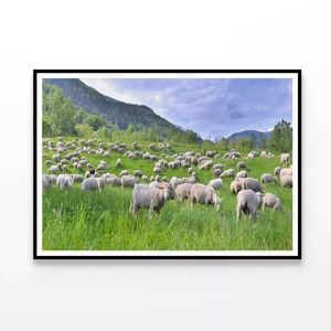 Flock of Sheep in Grassland   Print 100% Australian Made 90x60cm  (Poster)