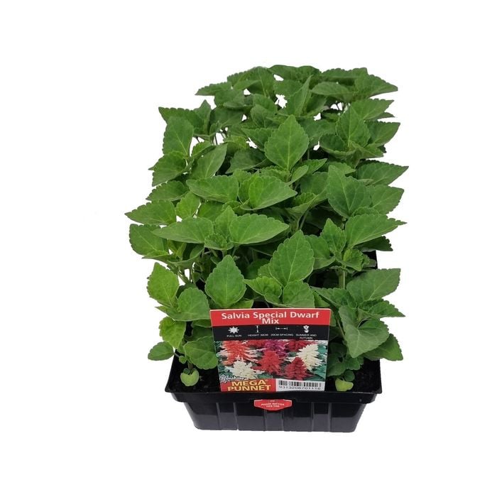 Punnet Salvia Special Dwarf Mix - Salvia splendens 
