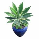 150mm Ray of Light - Agave attenuata