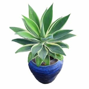 150mm Ray of Light - Agave attenuata