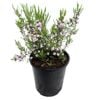 2.4L Coleonema Compactum - Coleonema pulchellum