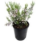 2.4L Coleonema Compactum - Coleonema pulchellum