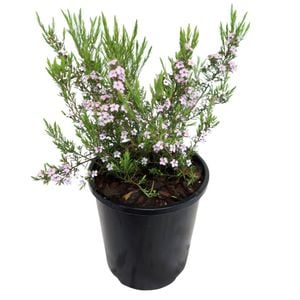 2.4L Coleonema Compactum - Coleonema pulchellum