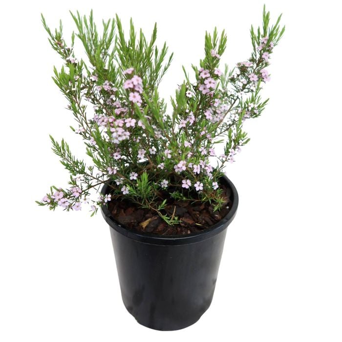 2.4L Coleonema Compactum - Coleonema pulchellum