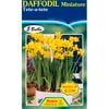 Daffodil Tete a Tete - 5 Bulbs