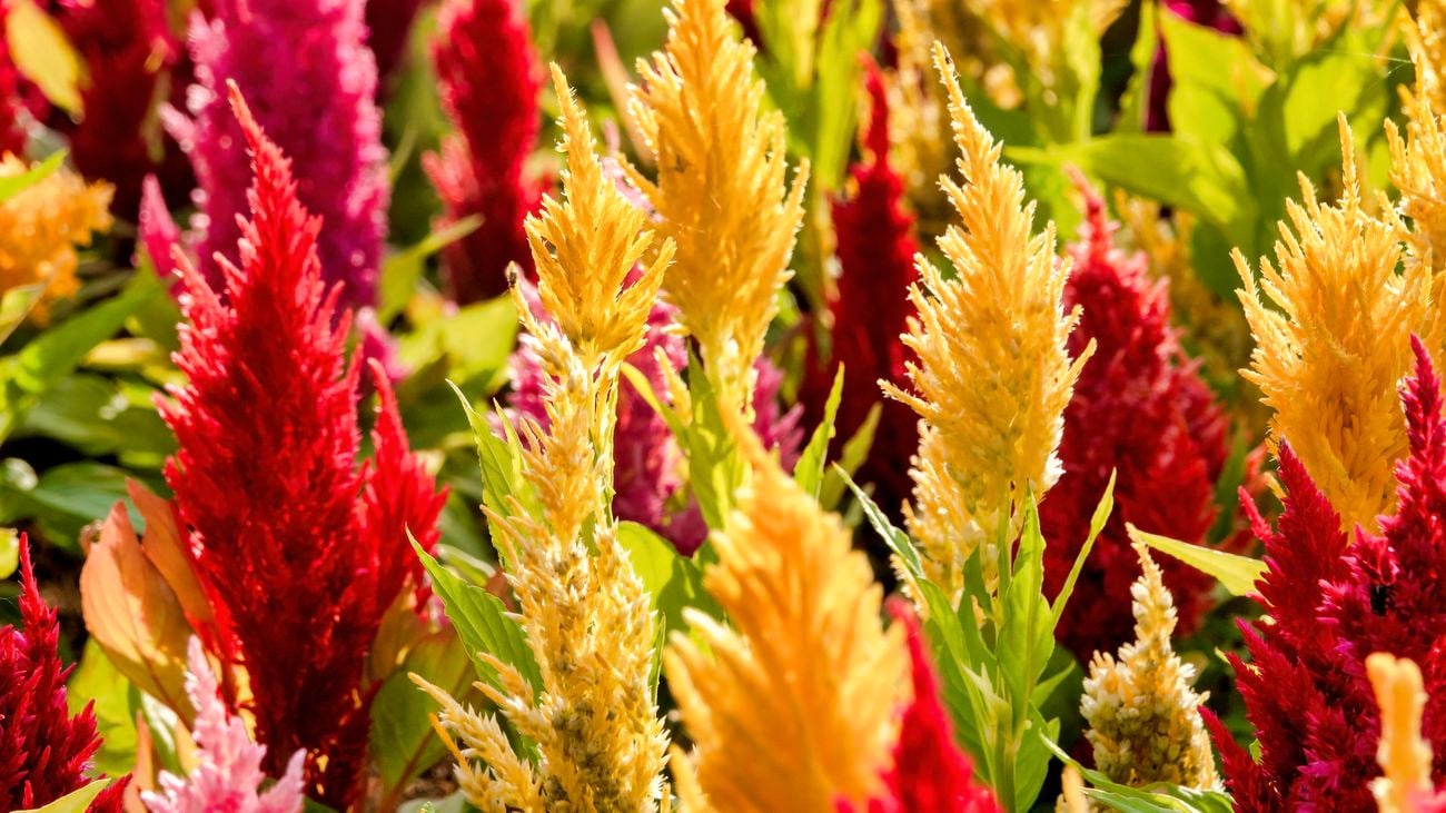 Red, yellow and pink cockscomb.