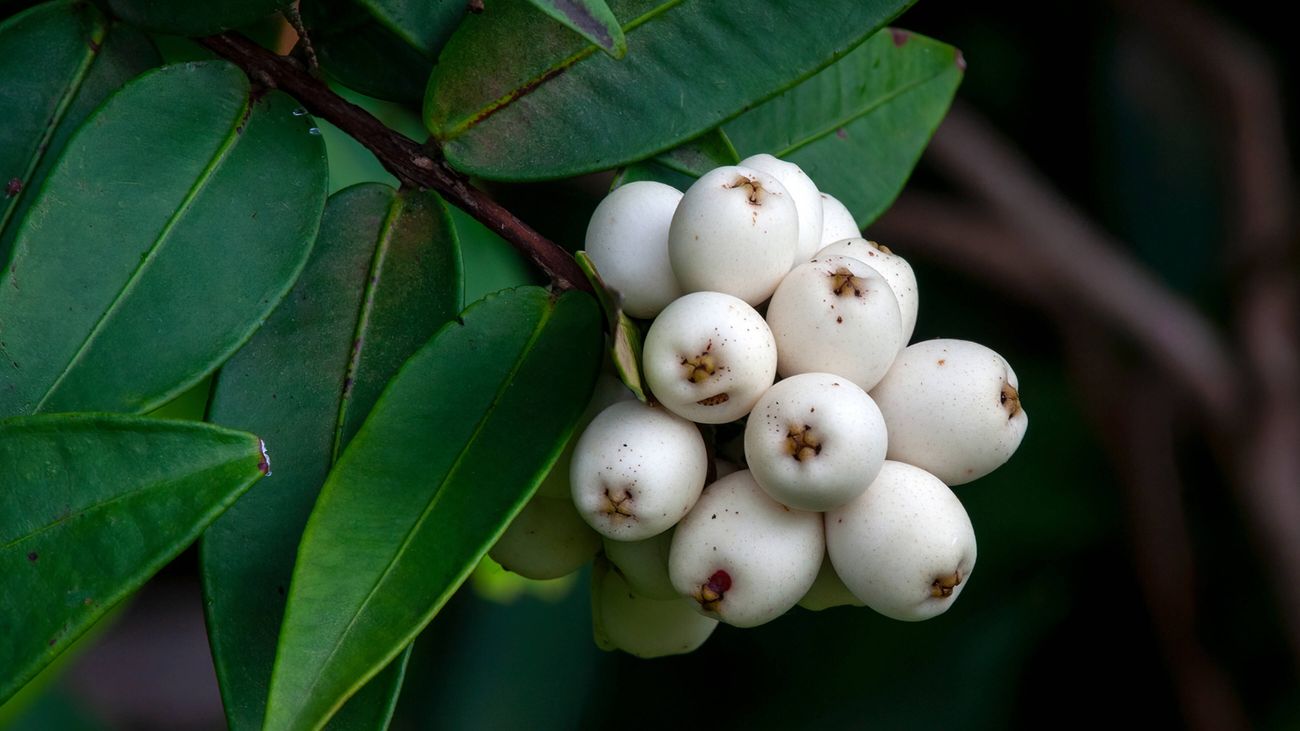 A cluster of white, round Midyim berries with dark green leaves.