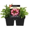 4 Cell Verbena Pink Bi Colour - Verbena lanai