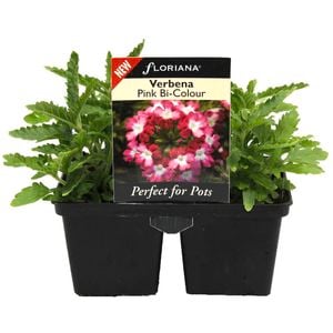 4 Cell Verbena Pink Bi Colour - Verbena lanai