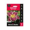 Bloomin' Bulbs Summer Daylily Bettylen - 1 Pack