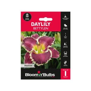 Bloomin' Bulbs Summer Daylily Bettylen - 1 Pack