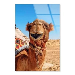 Close-Up Of a Dromedary  Print 100% Australian Made 60 x 90cm  (Acrylic)