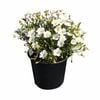 150 mm Mountain Sandwort - Arenaria montana
