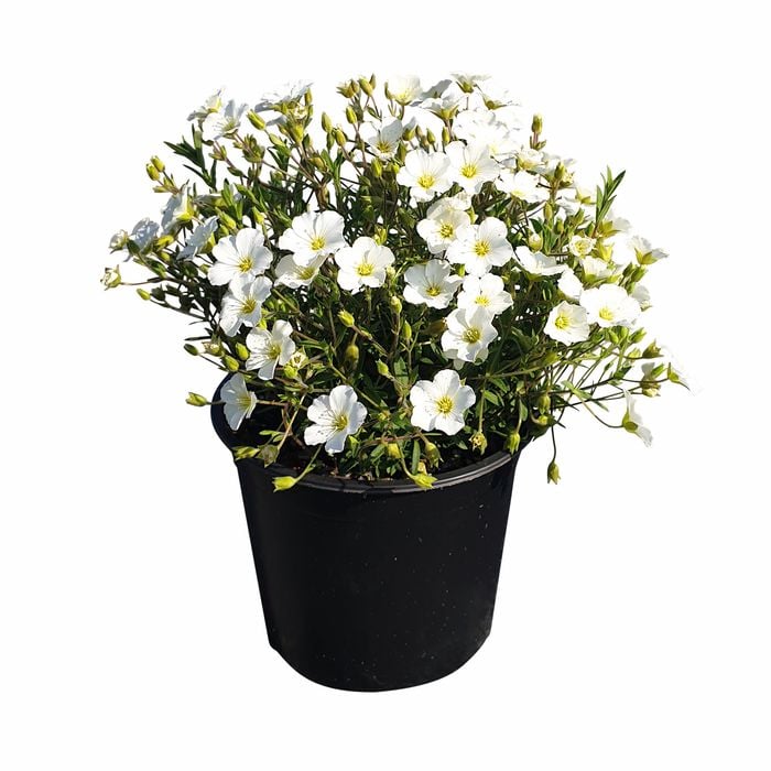150 mm Mountain Sandwort - Arenaria montana