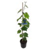 3L Grape Schuyler - Vitis species - 'Incredible Edibles Range'