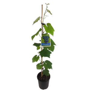 3L Grape Schuyler - Vitis species - 'Incredible Edibles Range'