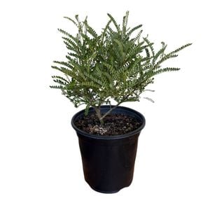 Gardening Solutionz 15cm Sophora Microphylla Kowhai 
