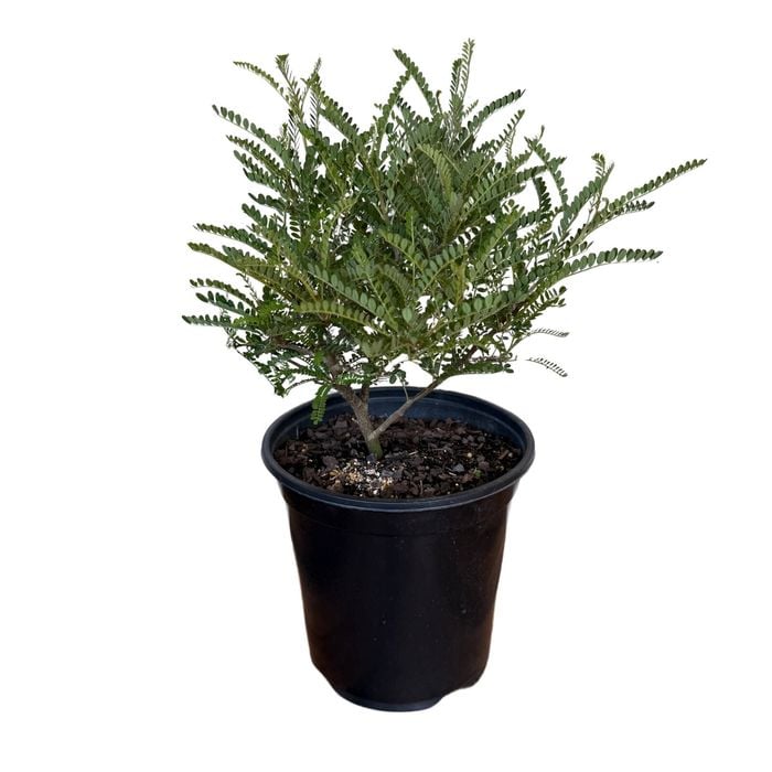 Gardening Solutionz 15cm Sophora Microphylla Kowhai 