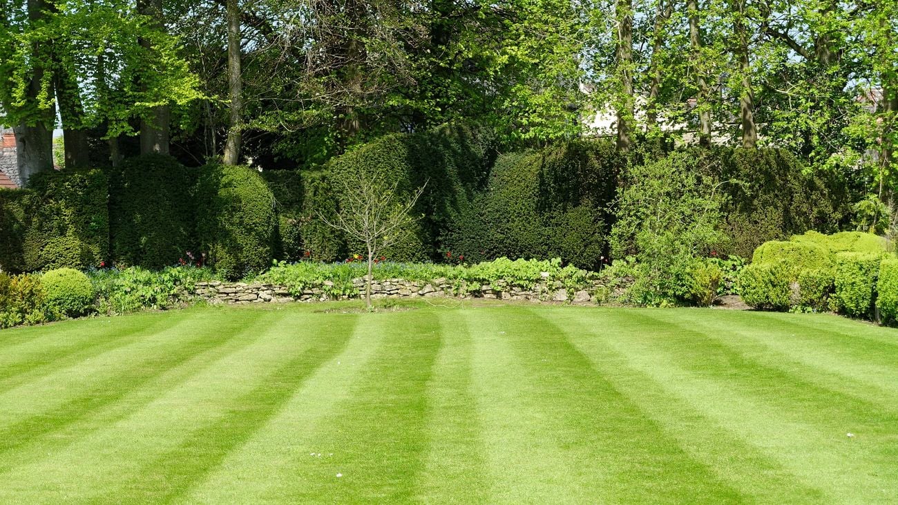 Wide angle shot of a green lawn with trees and shrubbery in the background