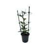130mm Wax Flower - Hoya carnosa