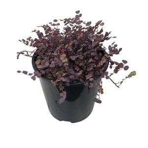 1.9L Acaena Inermis Pururea
