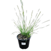 1.3L Shara Grass - Lomandra fluviatilis Shara