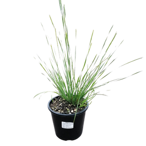 1.3L Shara Grass - Lomandra fluviatilis Shara