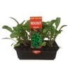 Punnet Rocket - Eruca sativa