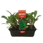 Punnet Rocket - Eruca sativa