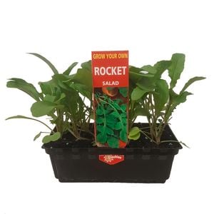 Punnet Rocket - Eruca sativa