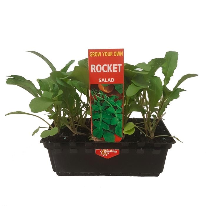 Punnet Rocket - Eruca sativa