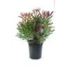 350mm Cone Flower - Leucadendron ambrosia