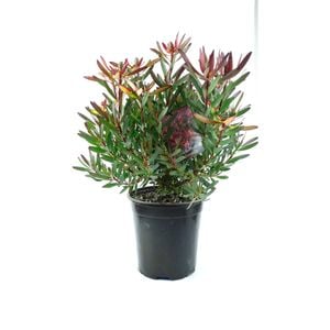 350mm Cone Flower - Leucadendron ambrosia
