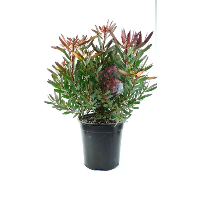 350mm Cone Flower - Leucadendron ambrosia