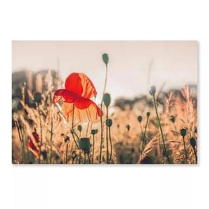 Poppy Plants in Evening  Print 100% Australian Made 50 x 40cm  (Acrylic)