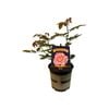 2.5L Rose Showpiece Blush - Rosa