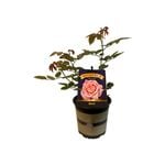 2.5L Rose Showpiece Blush - Rosa