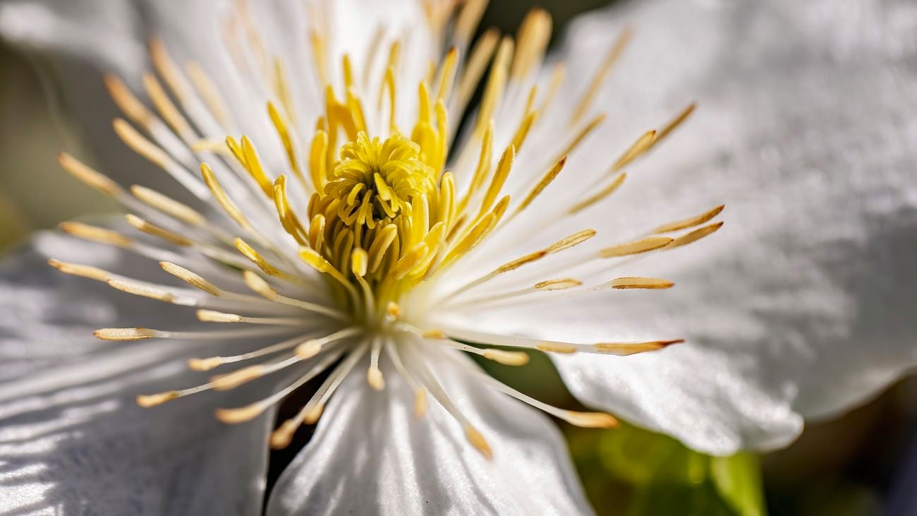 Macro shot of a white flowering clematis