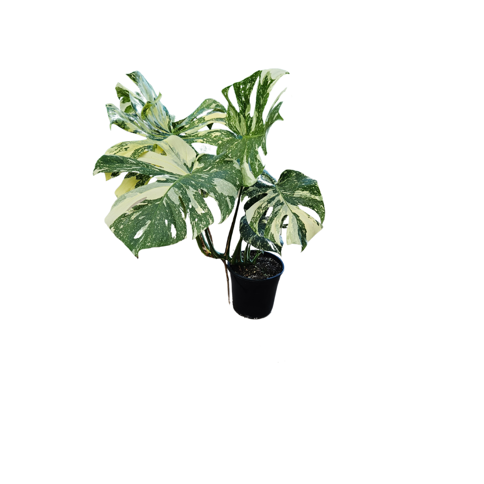 180mm Monstera Thai Constellation - Monstera deliciosa Variegata