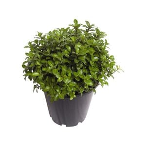 6L Pittosporum Golfball Gold  - Pittosporum tenuifolium