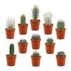 Plant Cacti Assorted 5.5cm