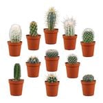 Plant Cacti Assorted 5.5cm