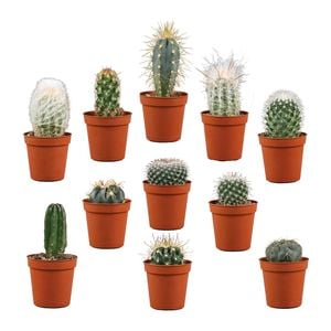 Plant Cacti Assorted 5.5cm