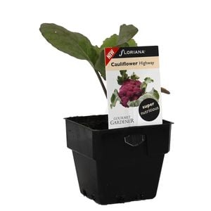 100mm Cauliflower Highway - Brassica oleracea - Gourmet Gardner