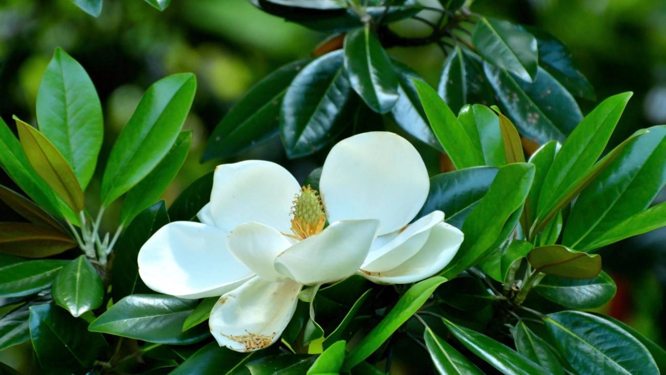 Flowering magnolia.