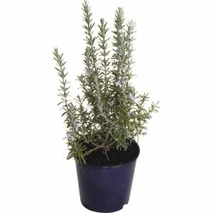 2.5L Rosmarinus Officinalis - Rosemary september
