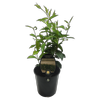 1.9L Chinese Star Jasmine - Trachelospermum jasminoides